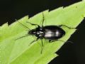 Agonum viduum (cfr.)